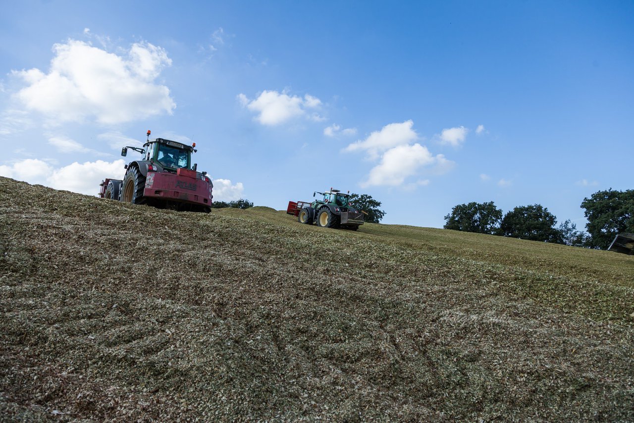 Bild 137 - Maisernte